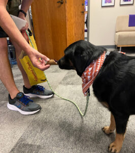 Personal Care at Home Brentwood TN - Bring Your Dog to Work Day!